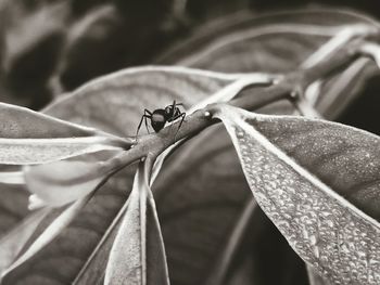 Close-up of insect on flower