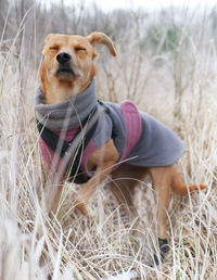 Dog looking away on field