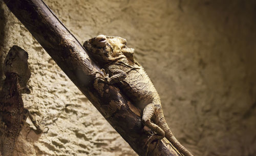 Lizard on a wall