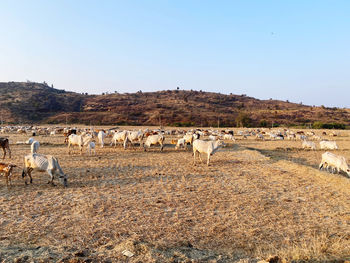 Flock of cattle grazing on field against clear sky