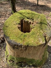 High angle view of tree stump on field