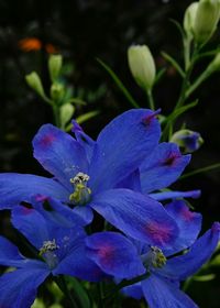 Close-up of purple flowers