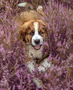 Portrait of a dog on field