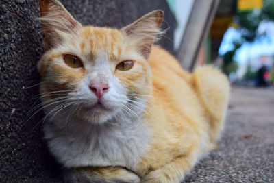 Close-up portrait of ginger cat