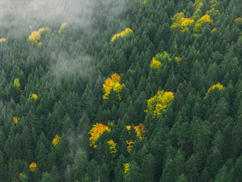 Close-up of yellow flowering plants on field