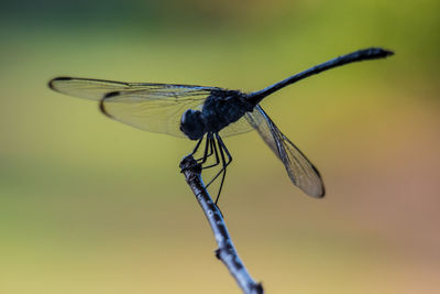 Close-up of dragonfly on twig