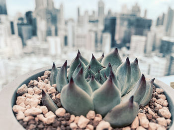 Close-up of succulent plant in city