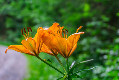 Close-up of orange flower plant