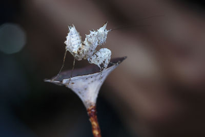 Close-up of unicorn mantis on plant