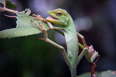 Close-up of a lizard on a branch