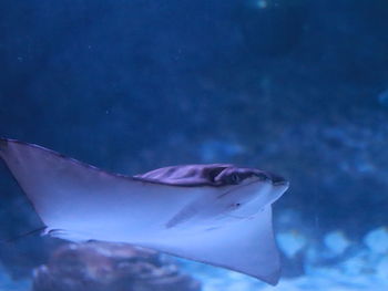 Close-up of fish swimming in sea