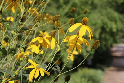 Close-up of yellow flowering plant on field