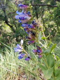 Close-up of bee on purple flower