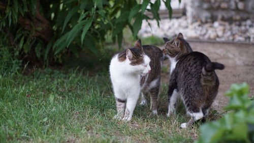 View of two cats on field