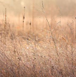 Grass growing on field