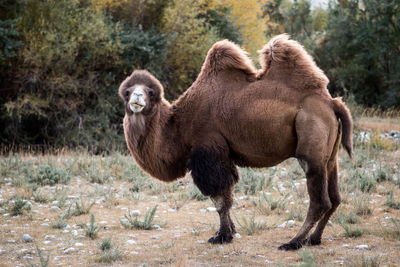 Side view of bactrian camel on field