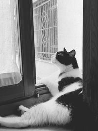 Cat sitting on window sill at home