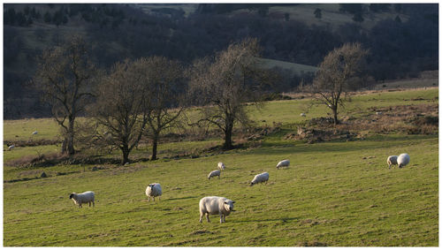 Sheep grazing in a field