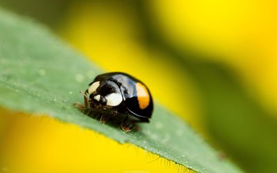 Close-up of insect