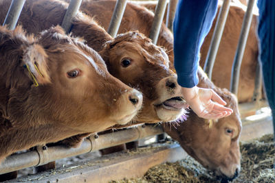 Portrait of young man eating feeding