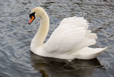 Swan swimming in lake