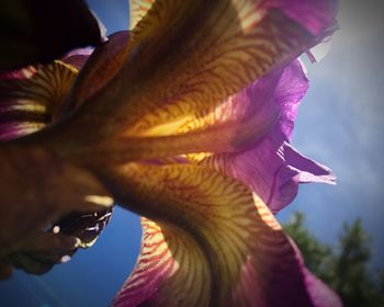 Close-up of flower