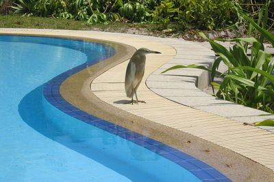 View of an animal swimming pool