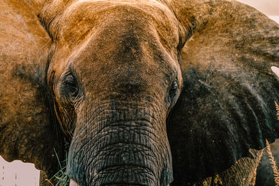 Close-up of elephant