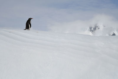 Low angle view of penguin on snowcapped mountain