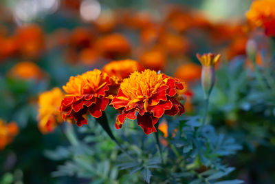 Close-up of orange flowering plant