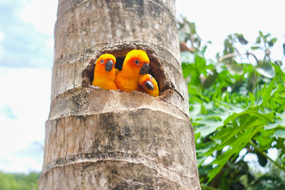 Close up of sun conure parrots in the garden/zoo.