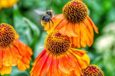 Close-up of bee on orange flower