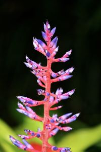 Close-up of purple flowers