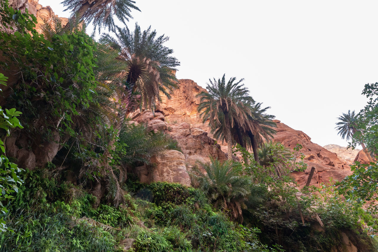plant, tree, vegetation, palm tree, nature, jungle, tropical climate, growth, beauty in nature, sky, no people, land, natural environment, environment, scenics - nature, rock, travel destinations, date palm tree, non-urban scene, tranquility, outdoors, day, landscape, travel, desert, green, clear sky, rock formation, low angle view, tranquil scene, tourism, mountain