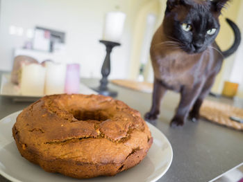 Close-up of a cat in plate