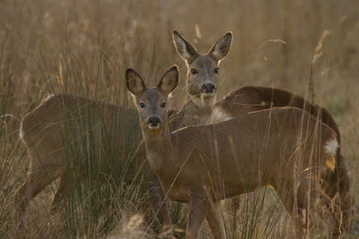 Portrait of female deer on grassy field at de biesbosch