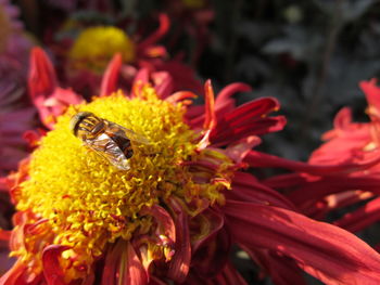 Close-up of bee pollinating on yellow flower