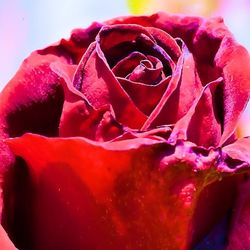 Close-up of pink rose