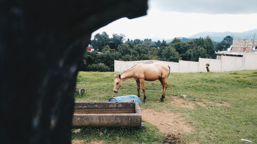 Horse standing on grassy field