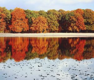 Trees in autumn