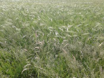 Full frame shot of wheat field