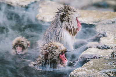 Japanese macaques in hot spring