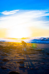 View of dog on beach against sunset sky