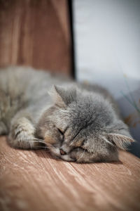 Close-up of a sleeping cat