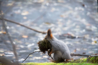 Close-up of squirrel