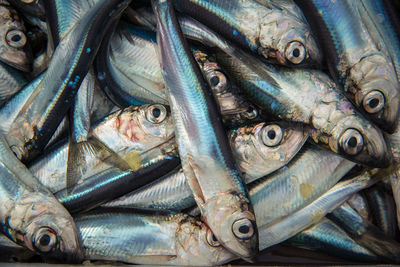 Full frame shot of fishes at market stall