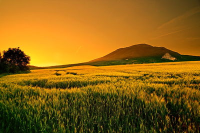 Scenic view of field against sky during sunset