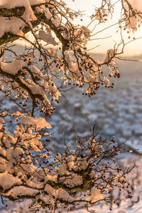 Close-up of wilted plant by lake against sky