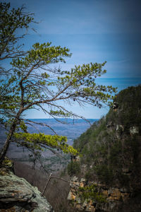 Trees and rocks by sea against sky