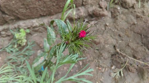 Close-up of flower